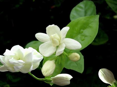 茉莉花象徵|茉莉花的花语和传说